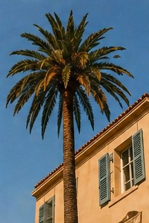 Palmier et façade
