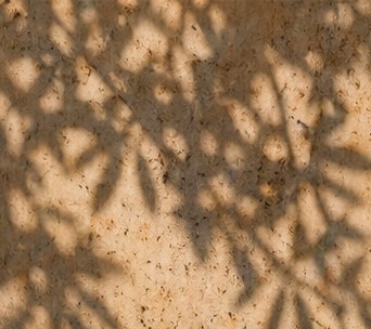 Ombres de feuilles d'olivier sur mur